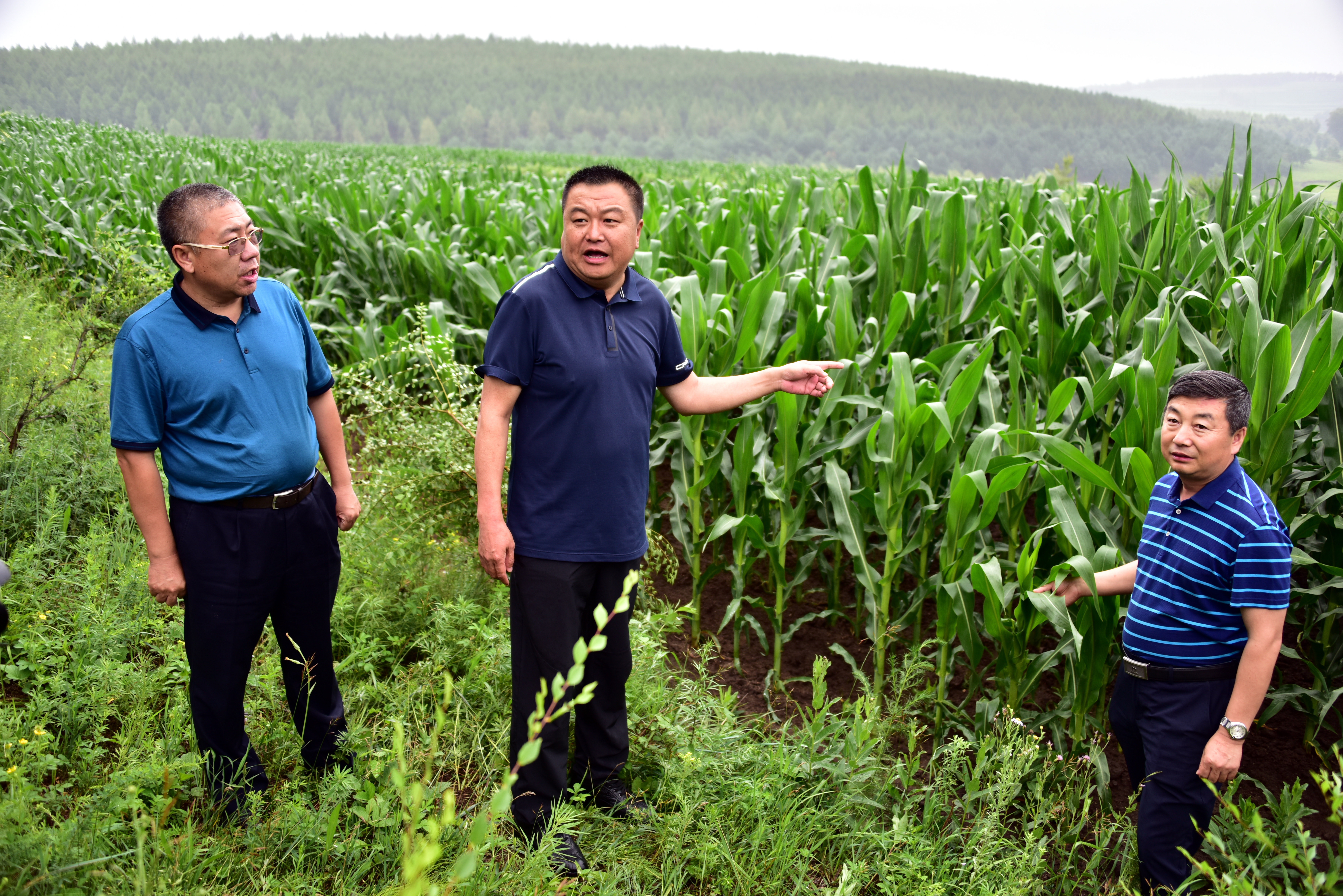 7月12日,黑龙江省齐齐哈尔市拜泉县副县长李凯等人在察看玉米长势情况