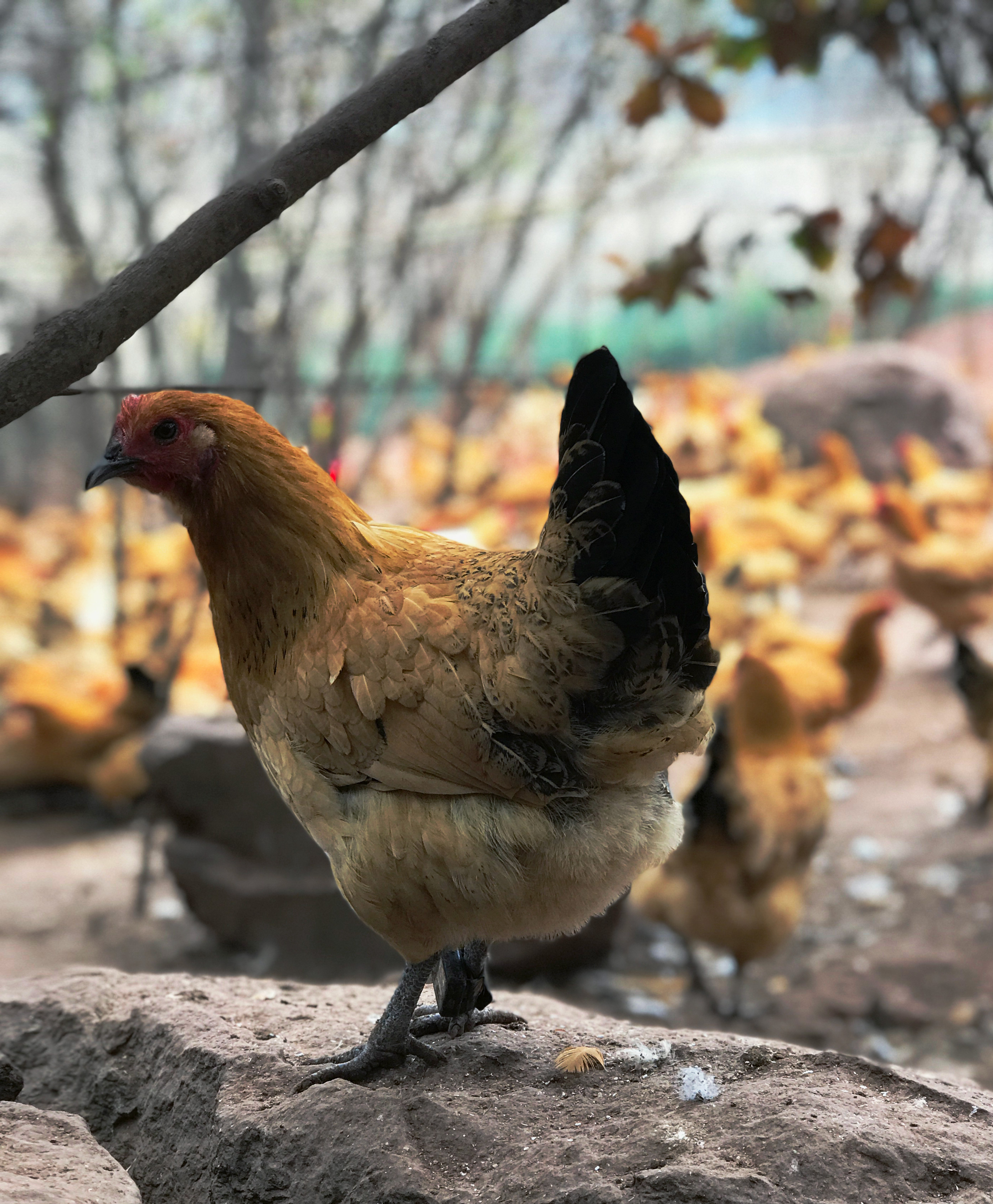 直播|区块链还能养鸡?实地考察是技术革命还是概念炒作