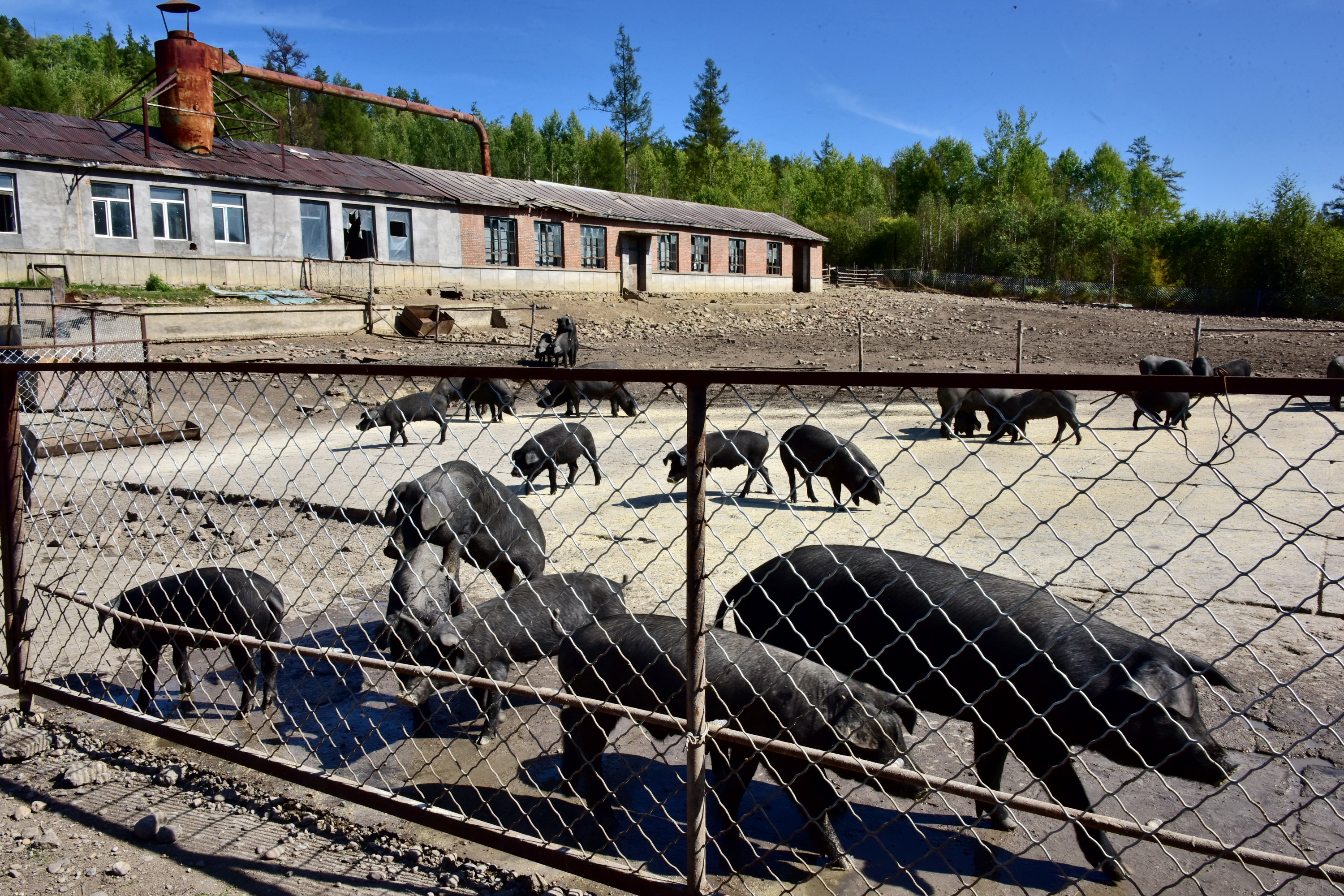 8月30日，黑龙江北极村国家级自然保护区缓冲区内的养猪场。摄影/章轲