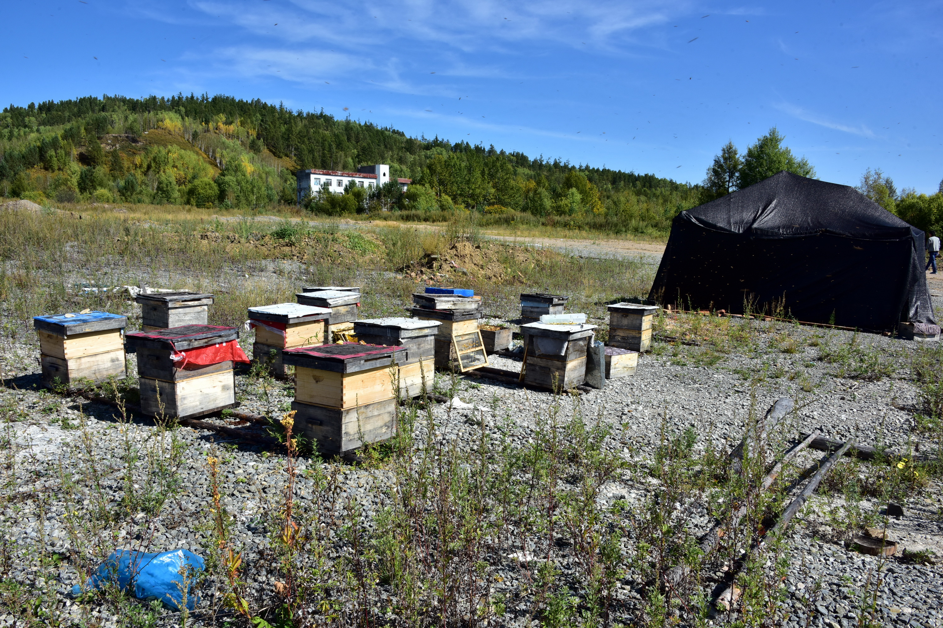 8月30日，黑龙江北极村国家级自然保护区缓冲区内的养蜂场。摄影/章轲