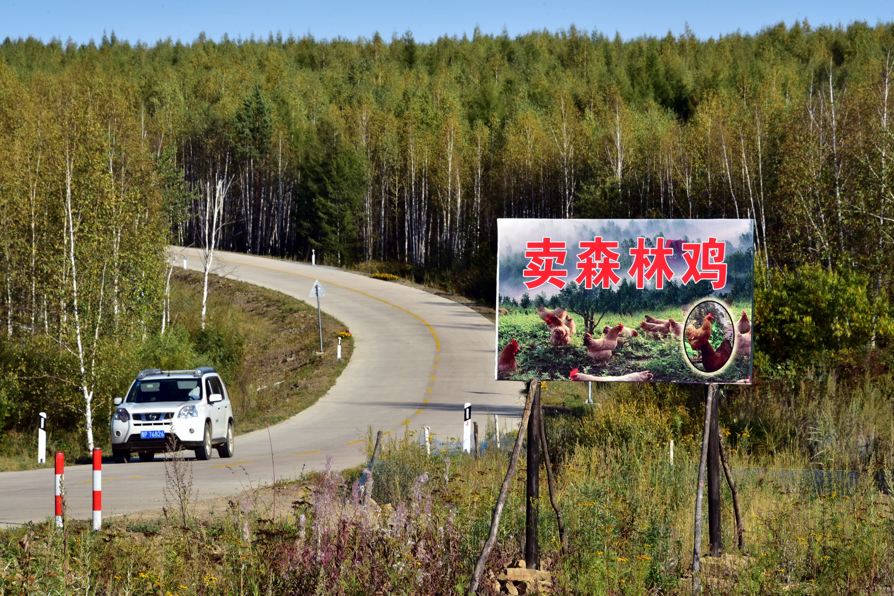 8月30日，黑龙江北极村国家级自然保护区缓冲区内的养鸡场广告牌。摄影/章轲