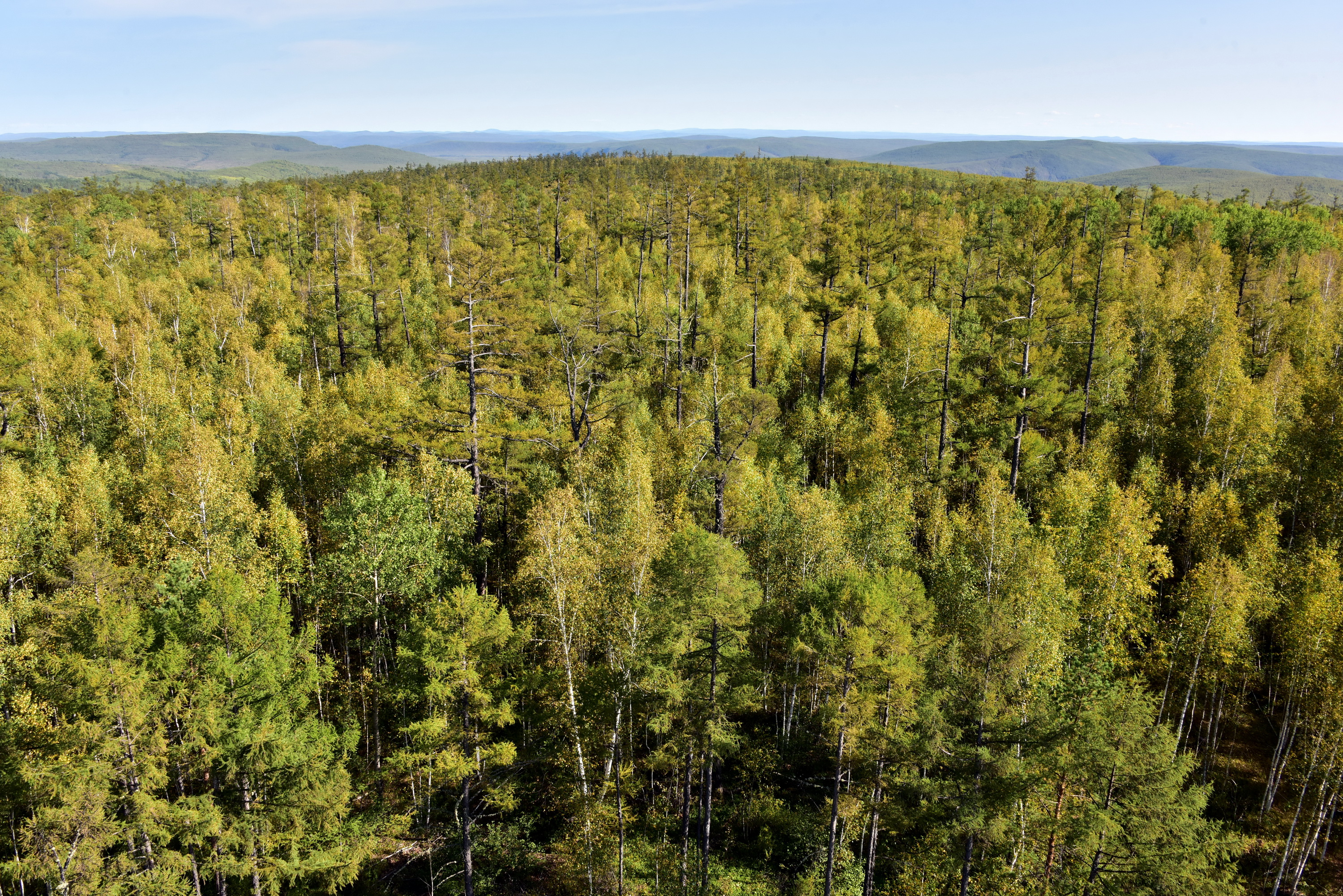 漠河是中国最北、纬度最高的县份，是国家重要的生态安全保障区。图为漠河林海。摄影/章轲