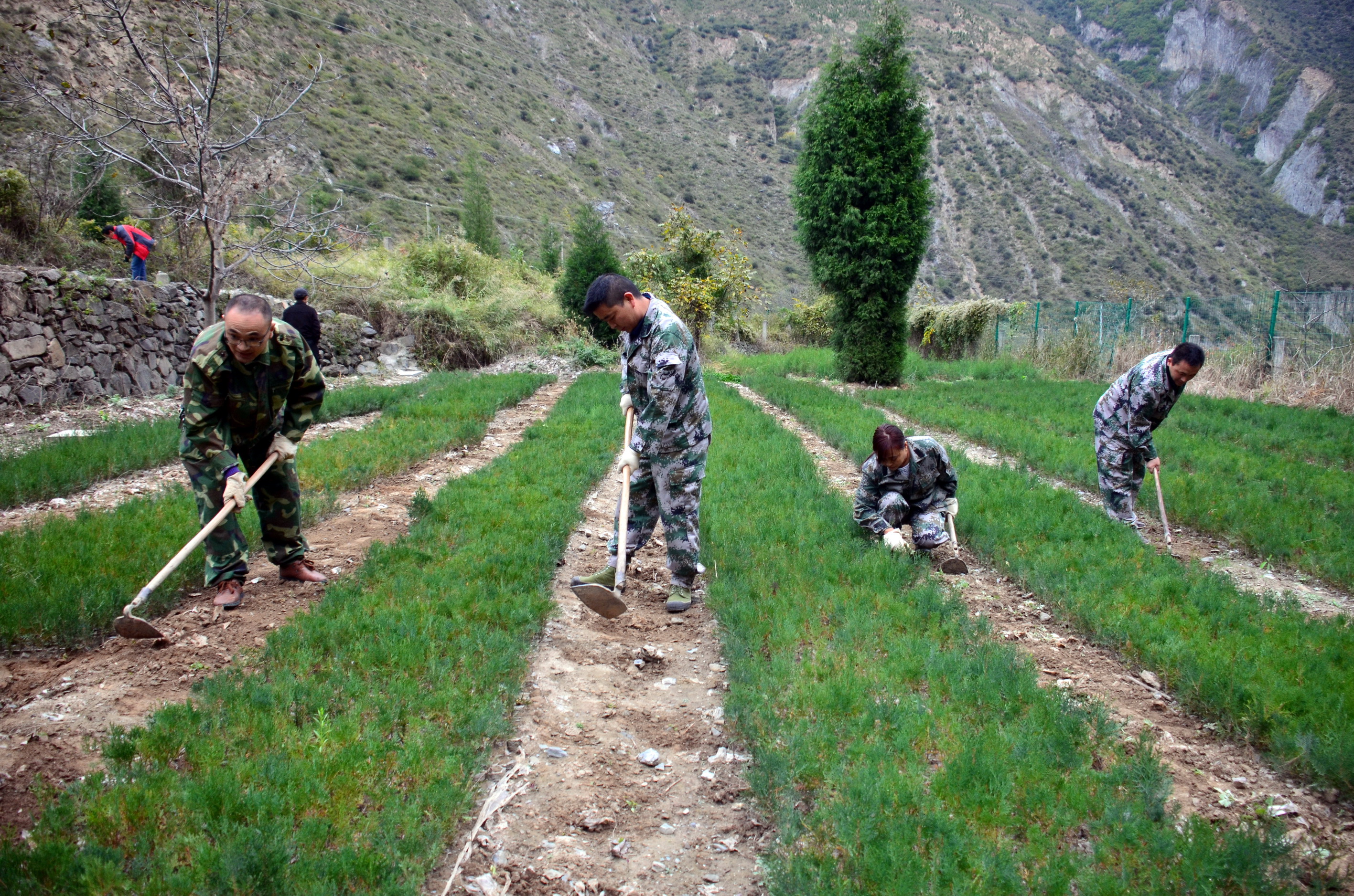 九寨沟县南坪林业局123林场中田山巡护站护林员们正在打理苗圃。摄影/章轲