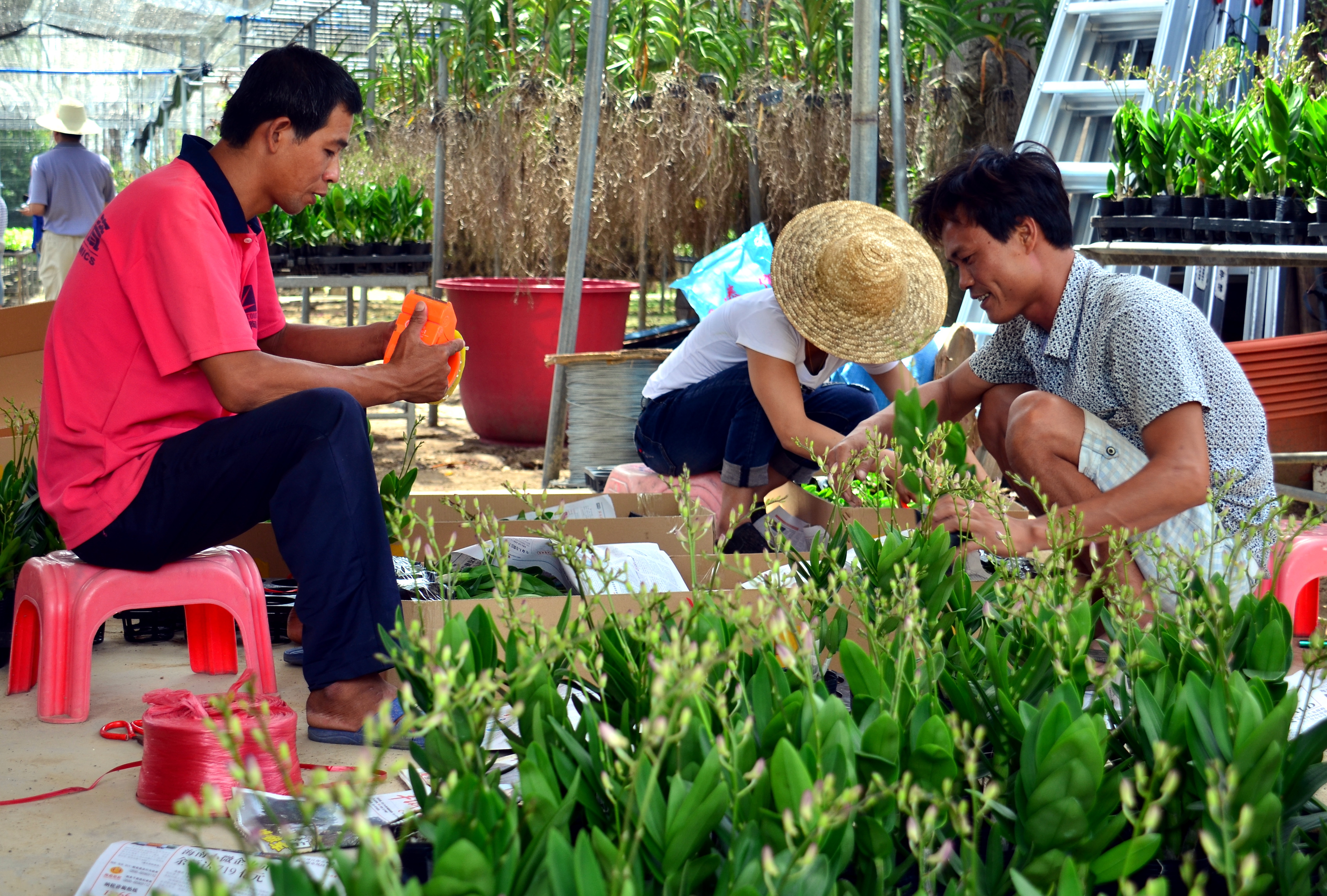 海南省东方市国营岛西林场员工正在打包运输成品花卉。摄影/章轲