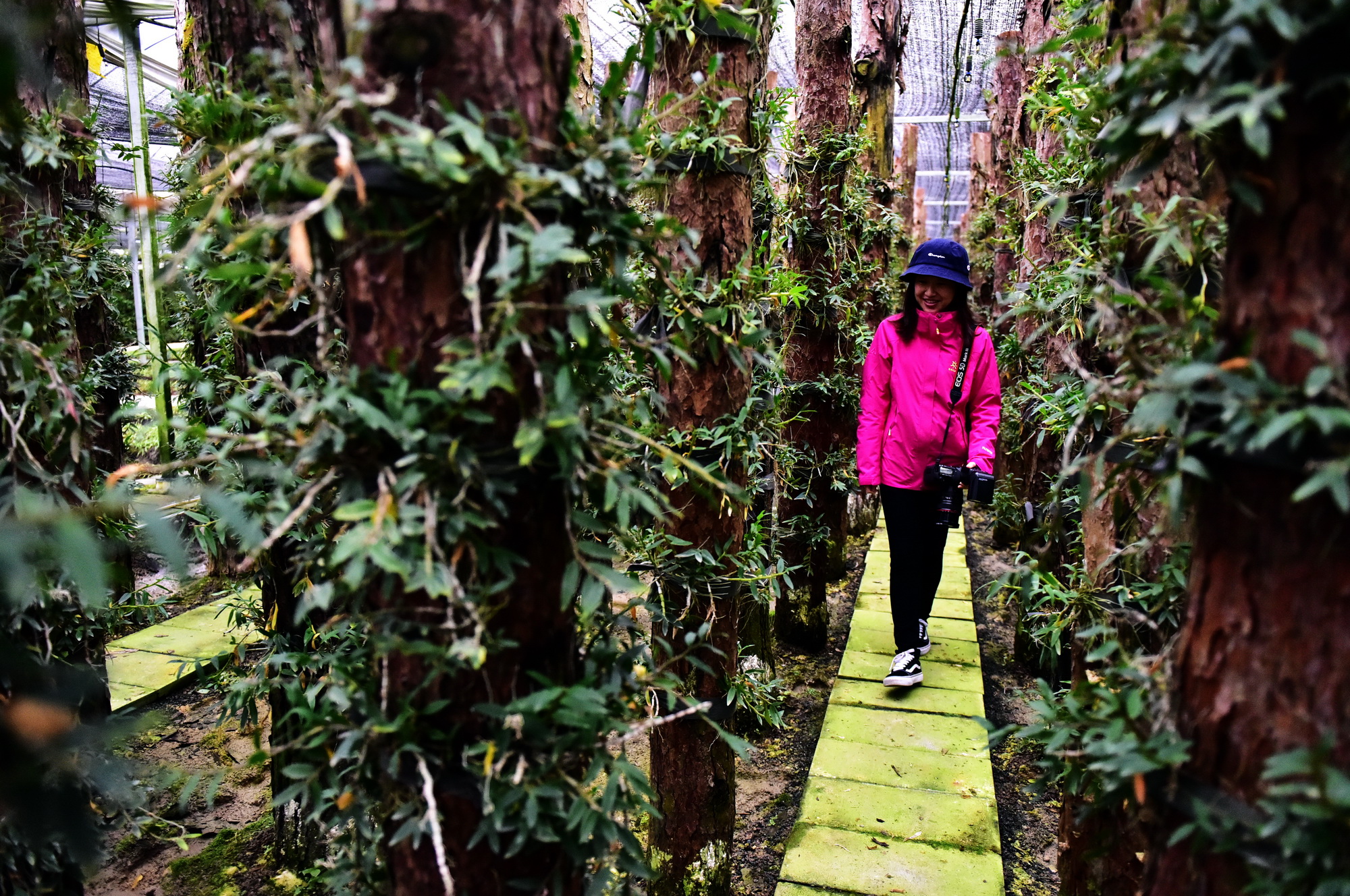 11月15日，贵州济生农业科技有限公司仿野生石斛扶贫种植基地。摄影/章轲