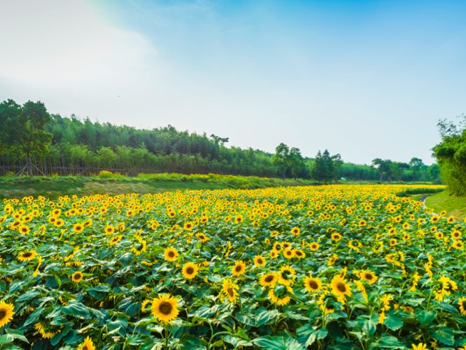 融创·莫干溪谷
