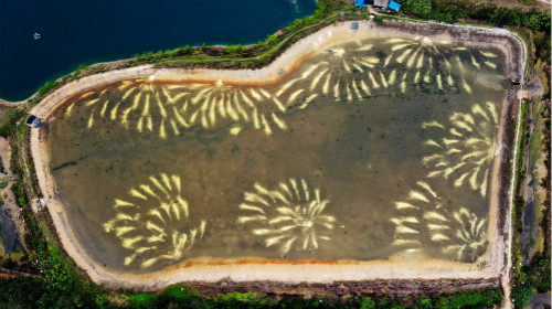 厄瓜多尔白虾占中国虾进口总量的50％左右，也是中国各大电商平台上的“网红虾”。