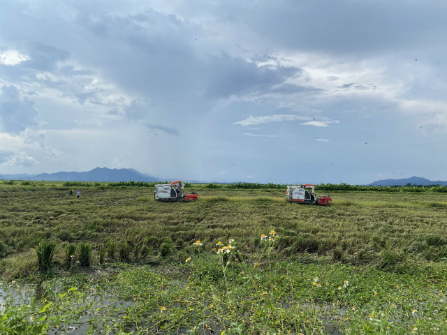 海宴镇的海水稻田里，两台收割机正在忙碌。