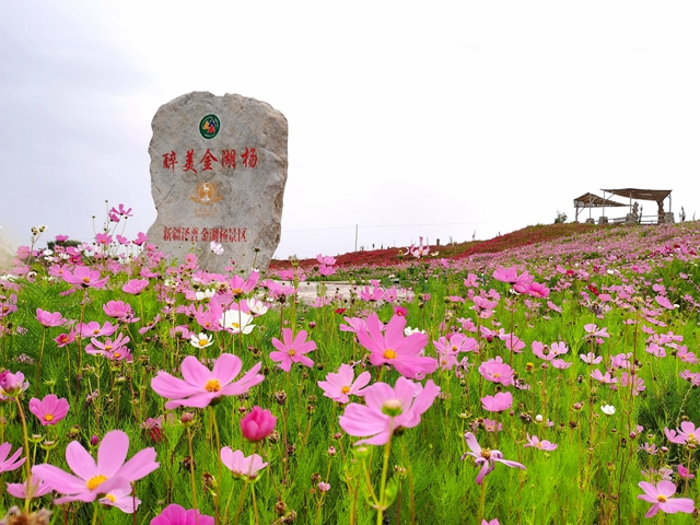 今年，金胡杨景区利用上海援疆资金启动“花海项目“，在标志性景点种满了格桑花