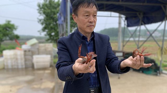 孙先富在合肥万丰生态稻虾养殖专业合作社。 吴斯旻/摄