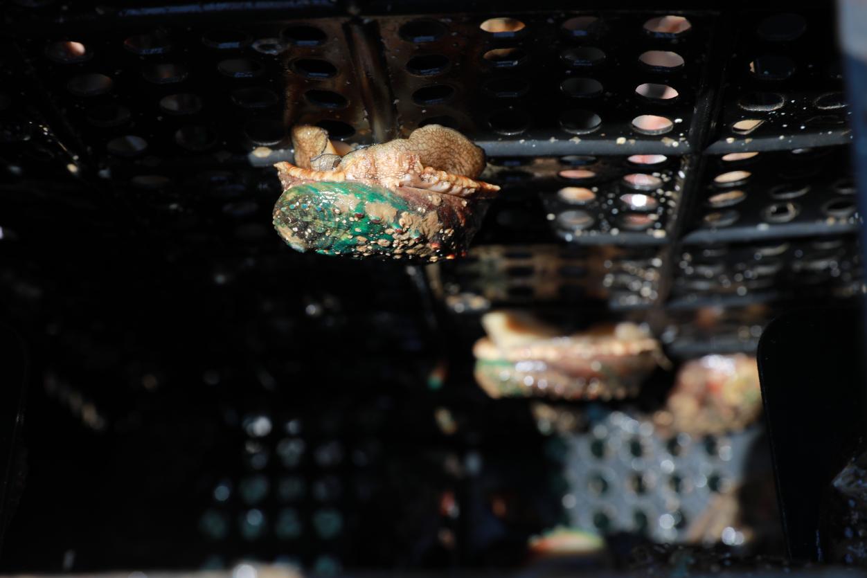 同心村渔民黄安登养殖的鲍鱼