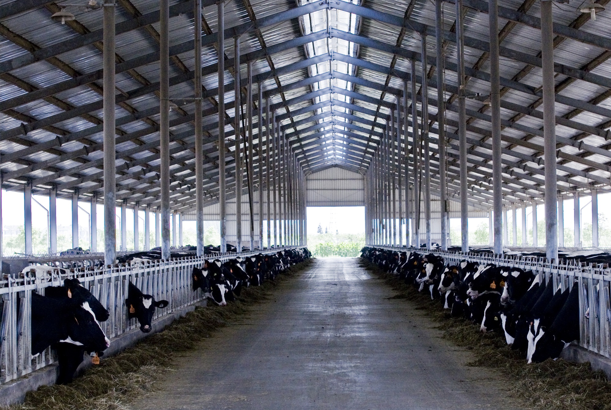 光明乳业:2021年上半年营业总收入同比上升17.