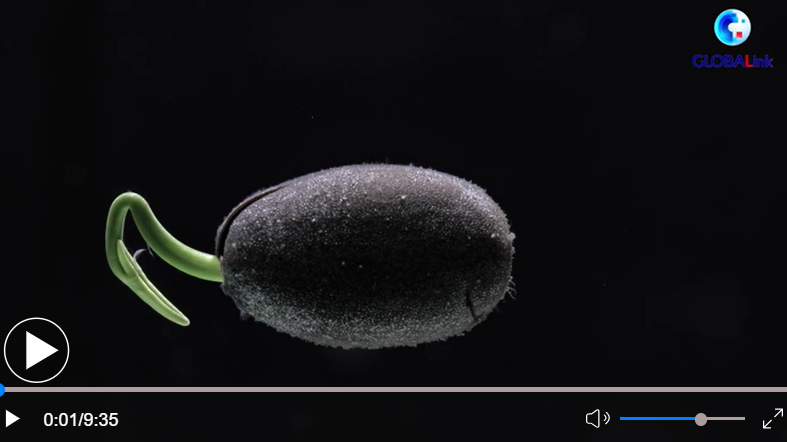 全球连线 鸢尾花 山椒鸟 金丝猴 联合国官员这样谈云南和cop15