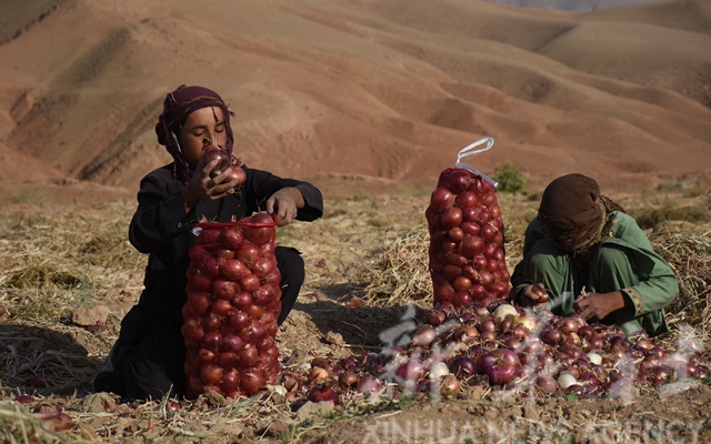 收获洋葱。（新华社资料图）