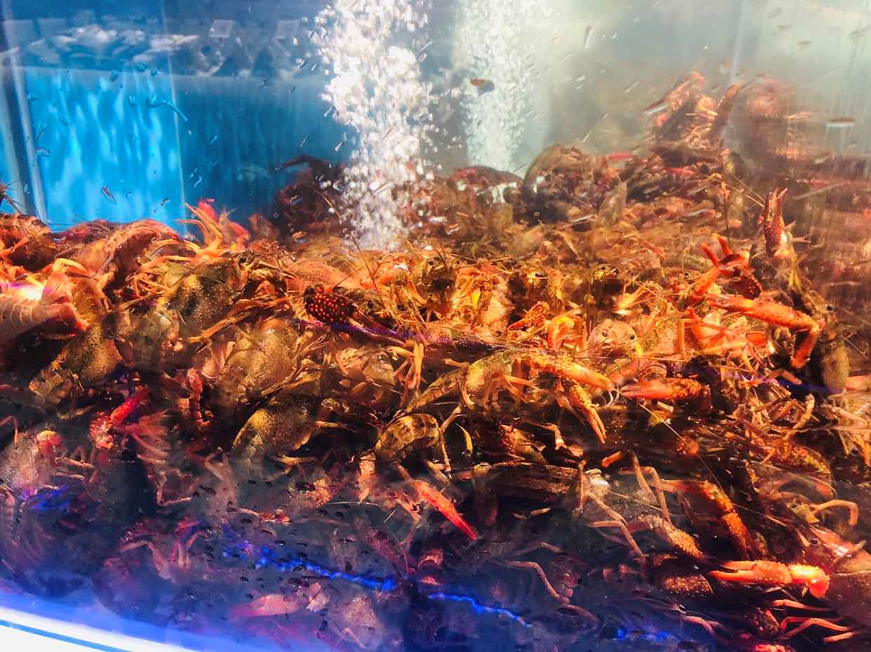 在上海大润发南汇店，小龙虾等鲜活水产恢复供应。