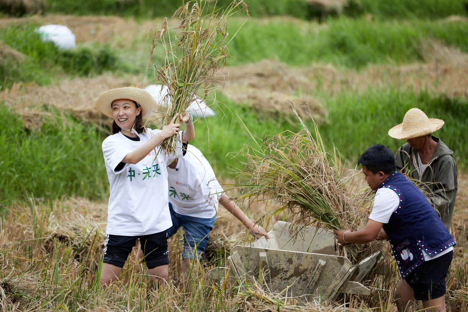 图：恒生中国志愿者与当地村民一起收割稻谷