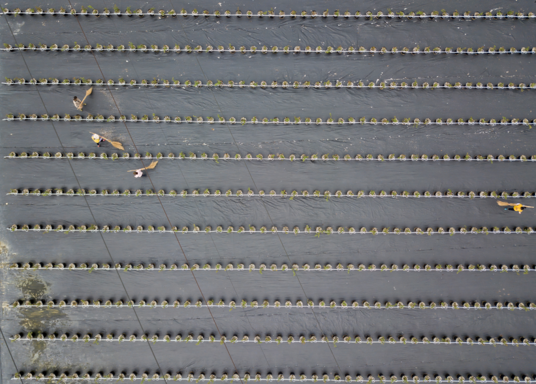 四川省成都市新津区，五八农业新津数字农业示范基地