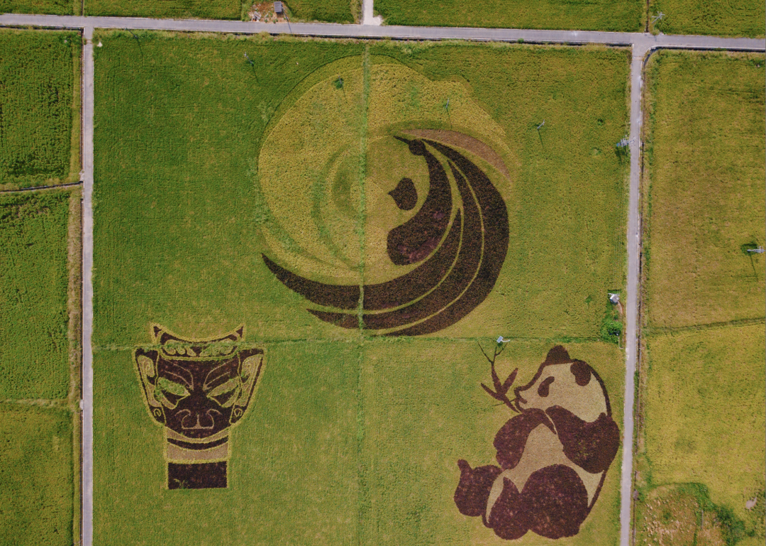 崇州五星村的稻田画