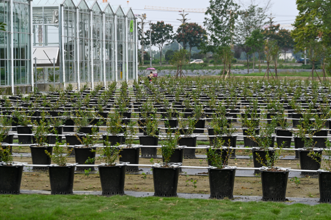 四川省成都市新津区,五八农业新津数字农业示范基地种植的蓝莓