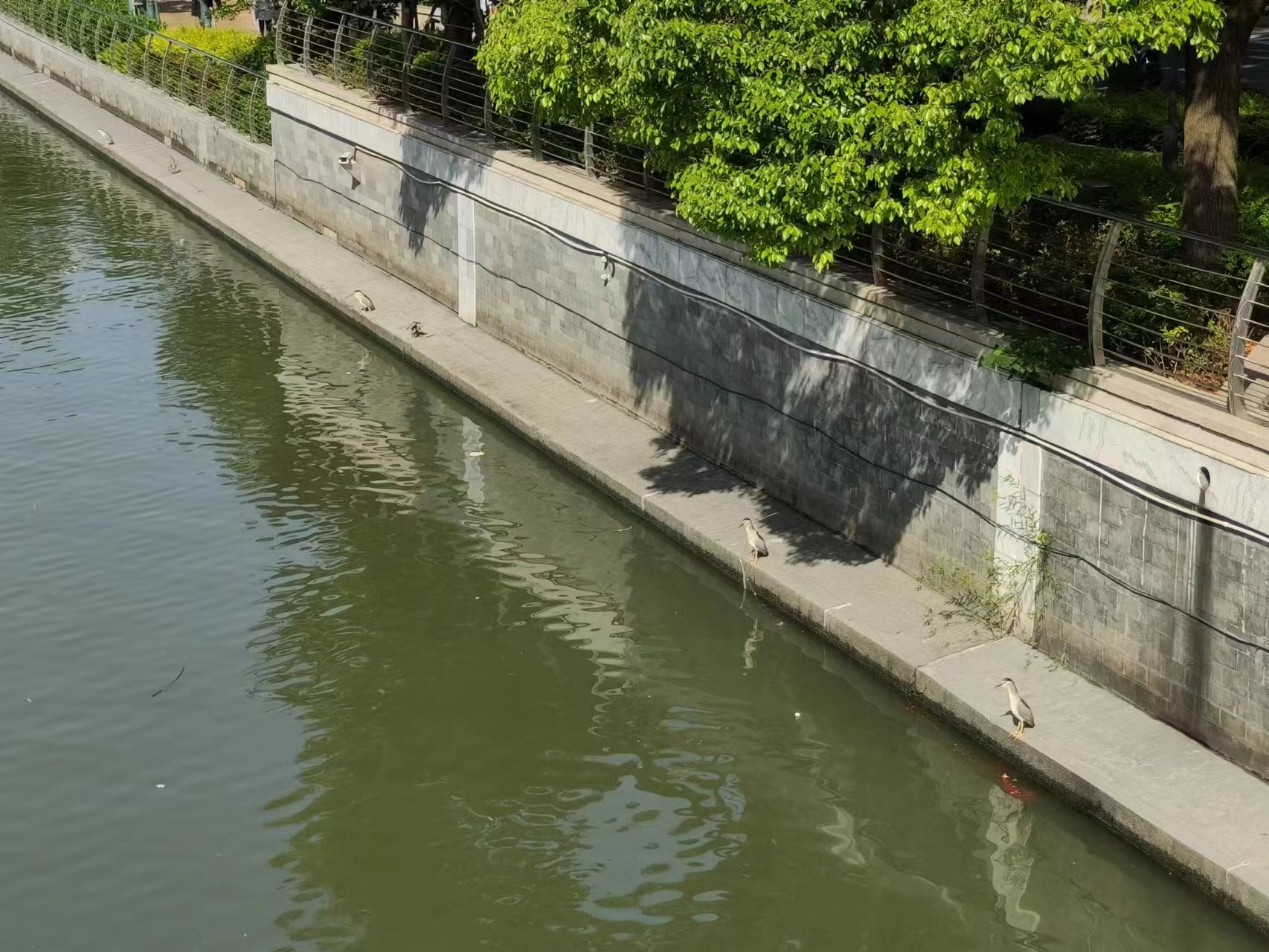 目前苏州河1公里河道，最热闹时有20只以上的水鸟在铺食