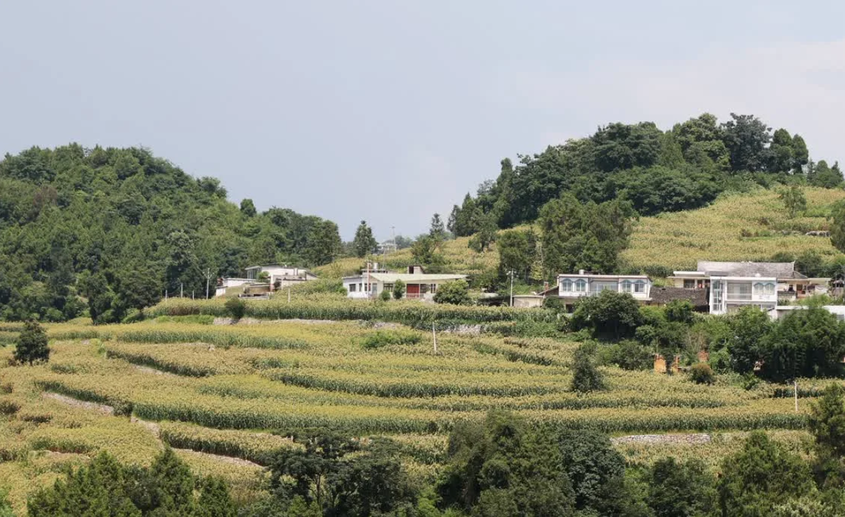 茅坡村茅台有机高粱基地