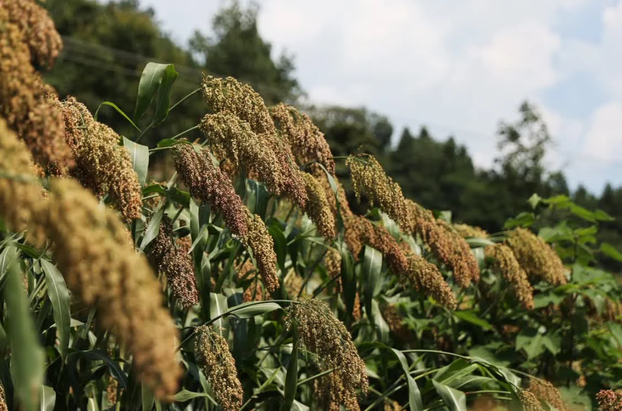 茅坡村种植的红缨子高粱