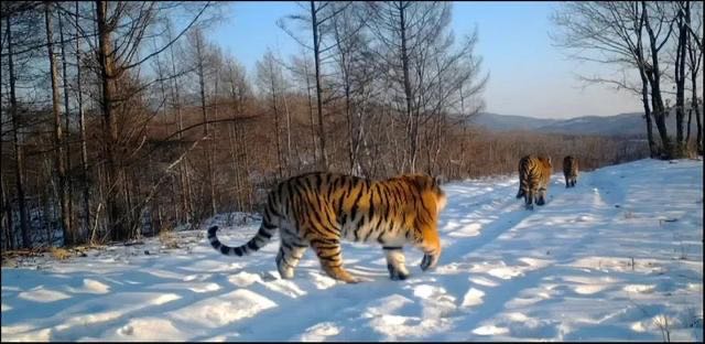 东北虎豹国家公园于汪清县区域拍摄到的东北虎冬季场景