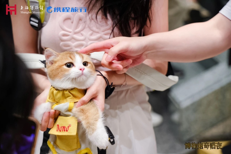 博物馆奇“喵”夜活动。（上海博物馆微信公众号图）