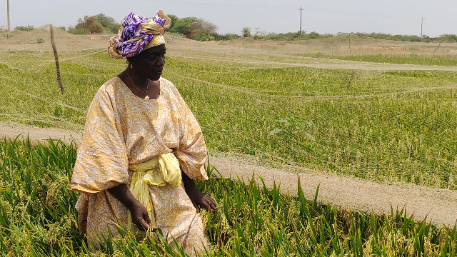 西非国家塞内加尔农民正在查看稻米长势 (第一财经记者钱小岩摄)