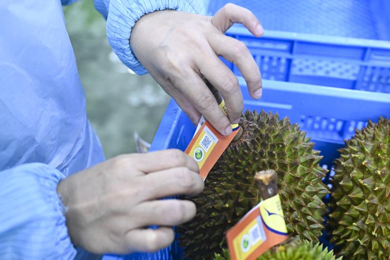 10月16日,在马来西亚雪兰莪州的一家榴莲加工厂,工作人员按果重将榴莲分级,每颗均贴上含“溯源码”的标签。新华社