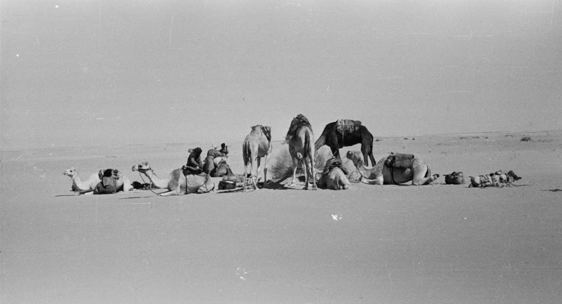 威尔弗雷德·塞西杰镜头里的阿拉伯沙漠