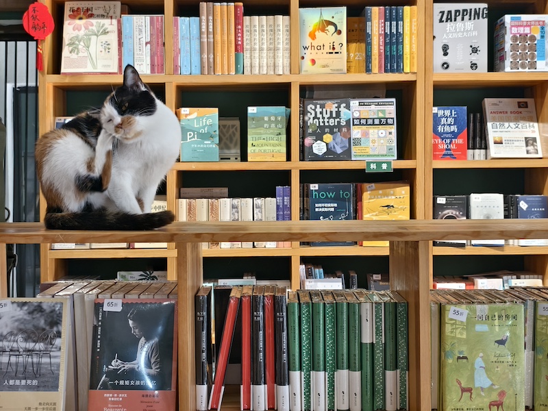 在“春风在书店”,闲散地躺着十多只猫。(摄影记者/王晓东)