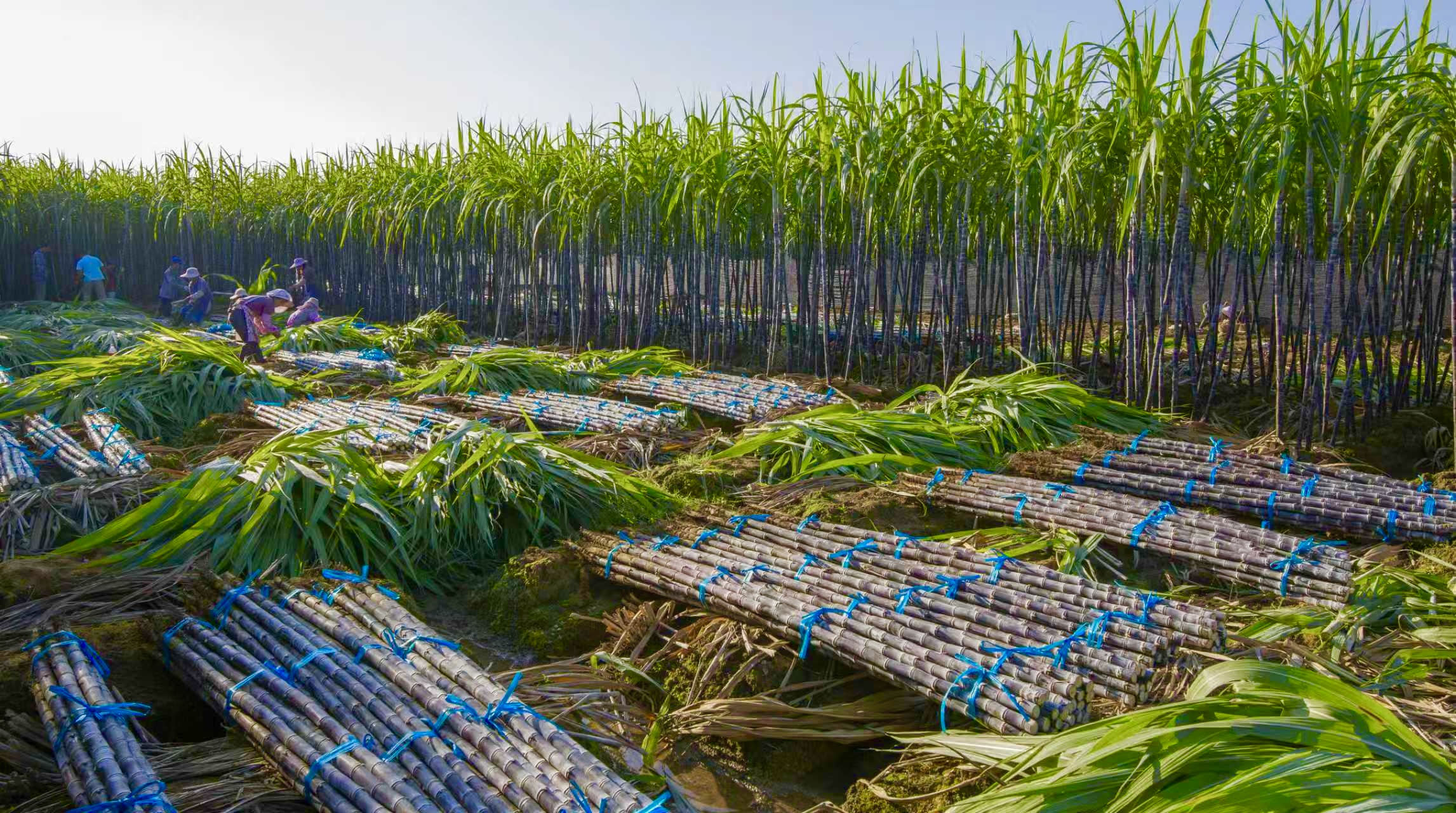(广西的甘蔗种植基地迎来丰收季,工人们正忙着砍收、打捆甘蔗)