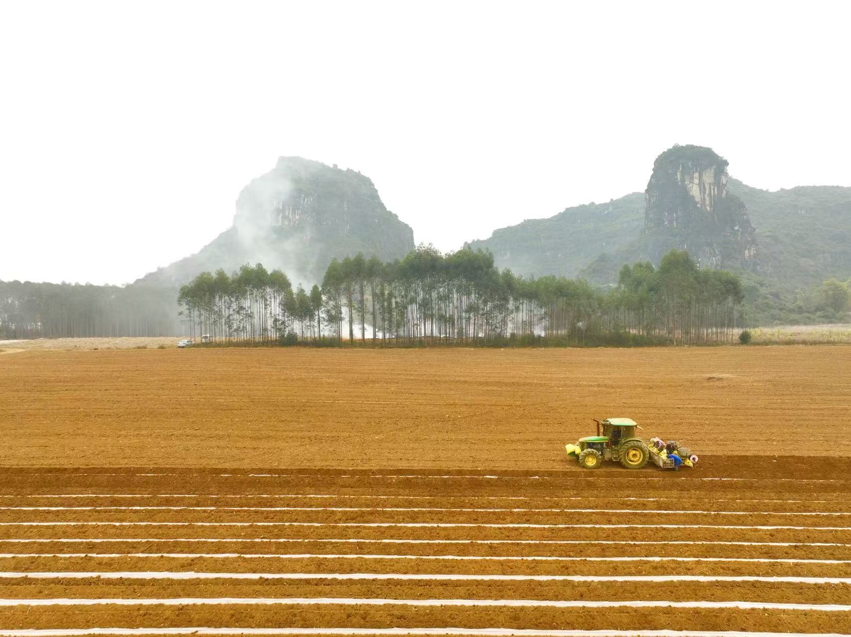 (蔗农们正进行甘蔗的扦插)