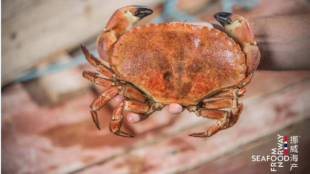 挪威面包蟹 (来源:受访者提供)