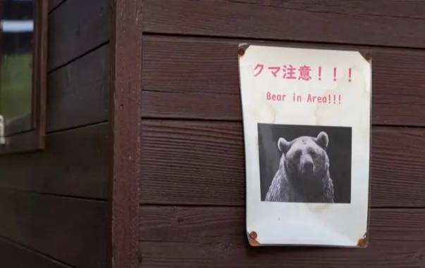 冬季日本熊出没加剧（来源：央视新闻资料图）