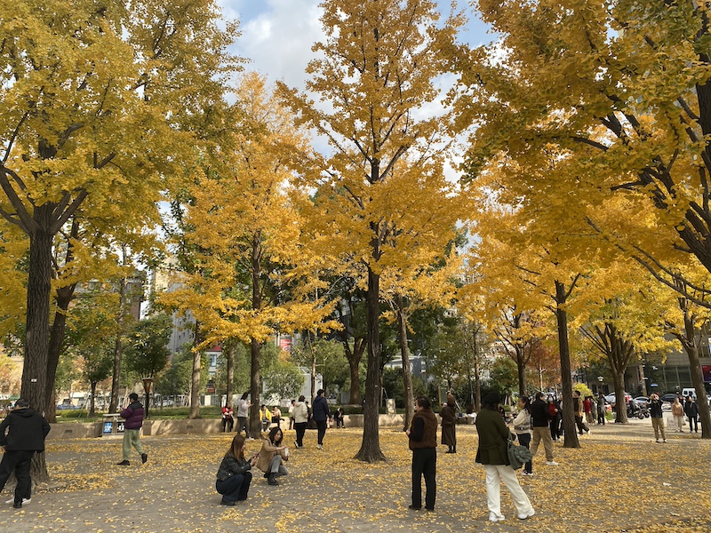 市民在上海音乐厅南广场的银杏林拍照(佟鑫拍摄)