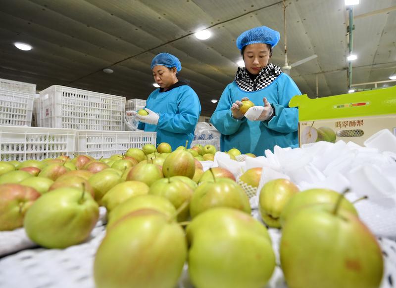 12月8日,工人在河北省晋州市一家果品出口企业的梨分拣包装线上工作。新华社