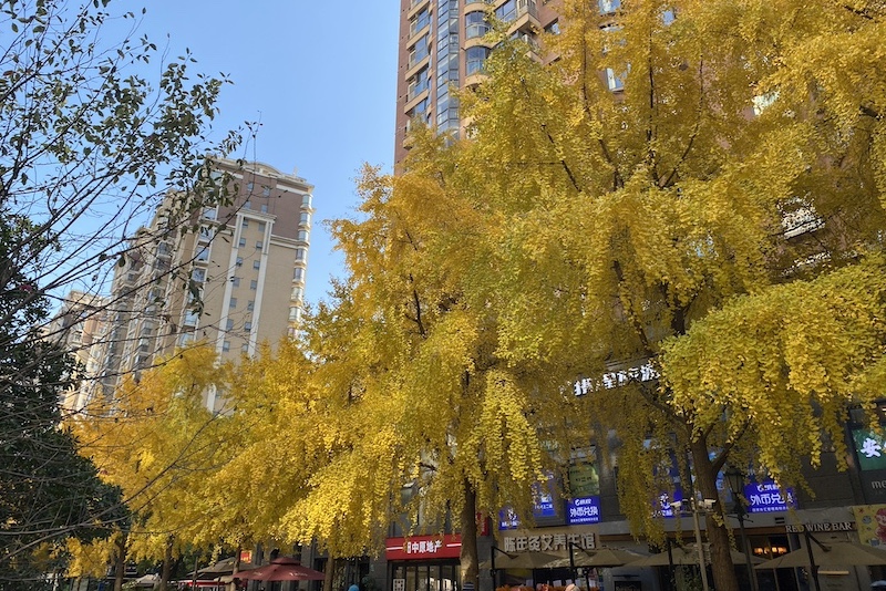 黄金城道步行街的银杏(佟鑫)