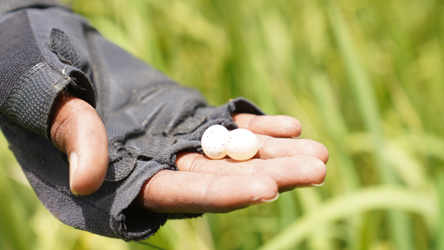 塔希鲁展示稻田中的鸟蛋 （受访者提供）