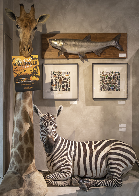 斑马标本    摄影/王晓东