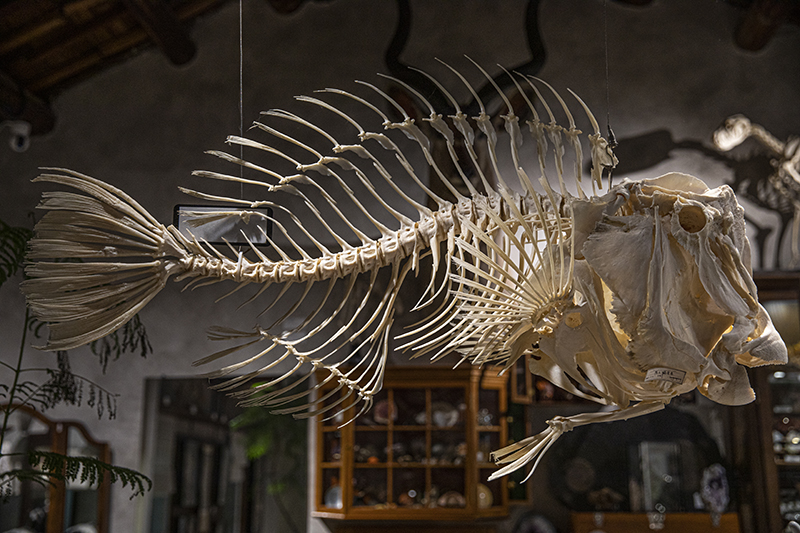 鱼类骨骼标本   摄影/王晓东