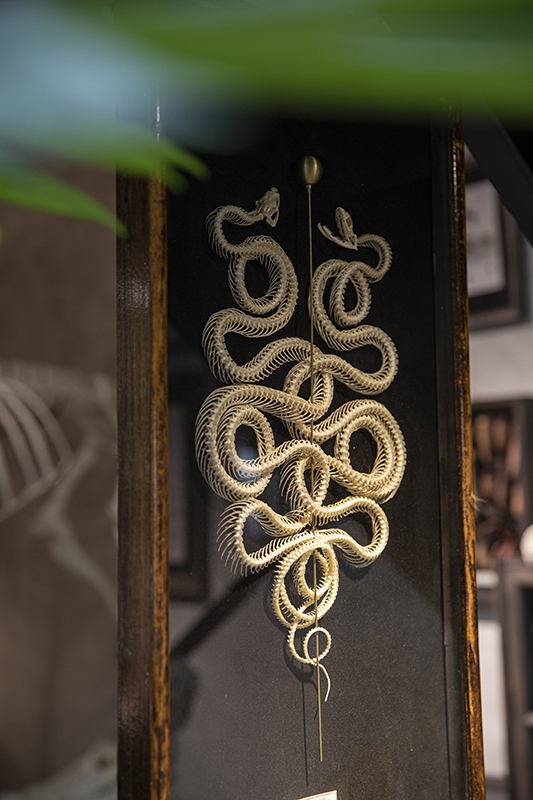 参考赫尔墨斯权杖做成的双蛇缠绕形的标本   摄影/王晓东