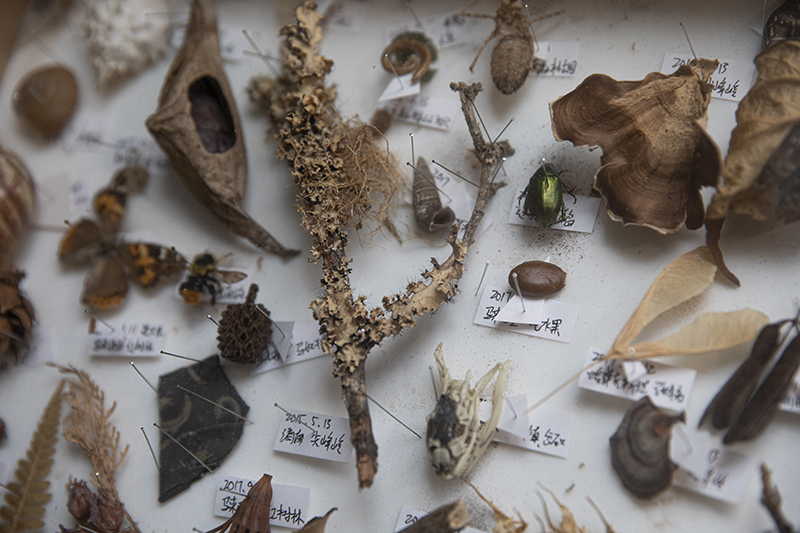 大石采集的各种植物标本   摄影/王晓东