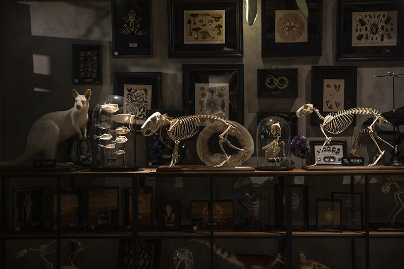 哺乳类动物的骨骼标本   摄影/王晓东
