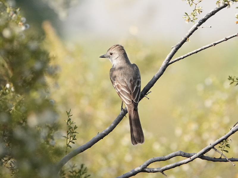 淡喉蝇霸鹟和灰喉蝇霸鹟的确十分相似，而后者要常见得多，图为灰喉蝇霸鹟（Ash-throated Flycatcher）。（拍摄/赵敏）