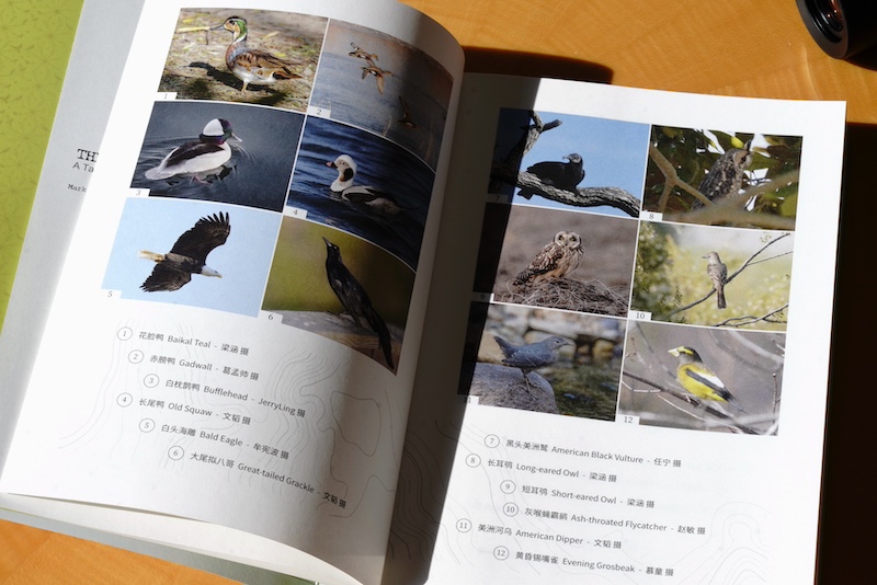 科米托想好了，大尾拟八哥和黑头美洲鹫，无论看到哪一种，都将为他开启美妙的新一年。