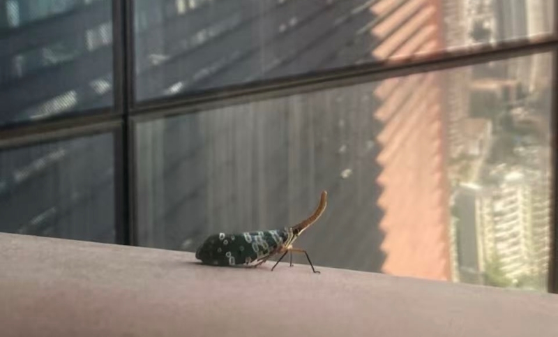 爬上高楼的漂亮虫子（受访者供图）