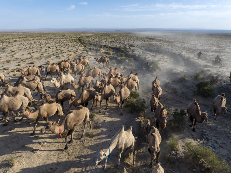 2025年7月，甘肃牧民赶着成群的骆驼，从戈壁滩春季牧场转场到祁连山区的夏季牧场（无人机照片）    新华社图
