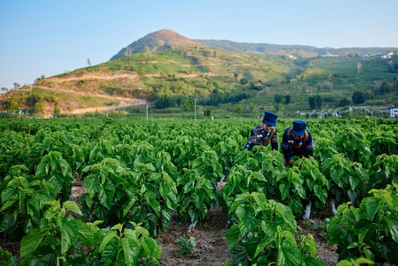 三宝之桑蚕丝(宁南)